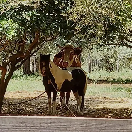 Il Colle Degli Ulivi Konukevi San Calogero