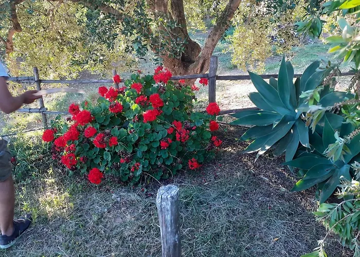 Il Colle Degli Ulivi San Calogero