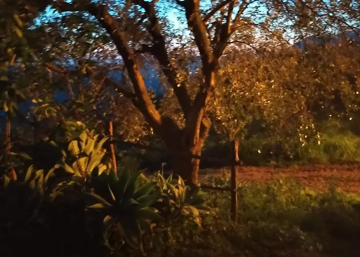 招待所 Il Colle Degli Ulivi 3*