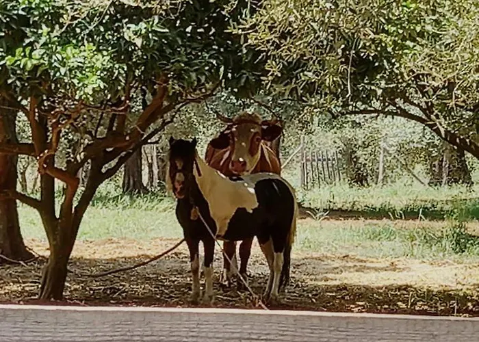 Il Colle Degli Ulivi 招待所 San Calogero